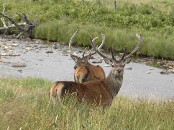 Stags below Tigh Uisdean, ref : 02