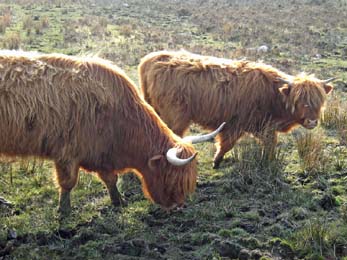 Highland cattle, ref : 09